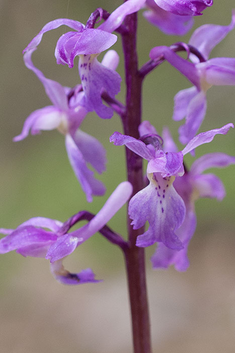 Orchis mascula